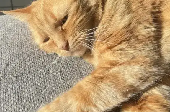 Animaux perdus La Villedieu-du-Clain, photo: Chatte rousse disparue à La Villedieu-du-Clain