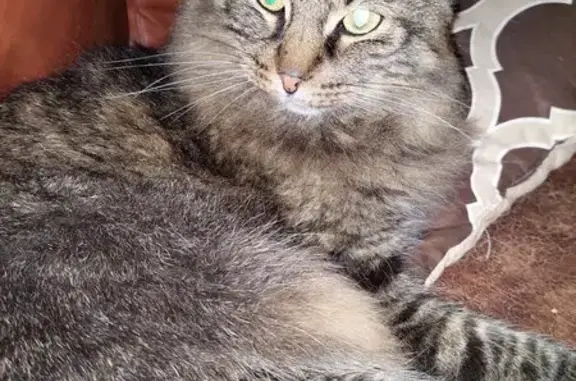 Lost Maine Coon: Brown/White Tiger Stripes