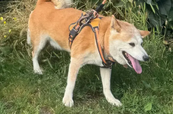 Shiba Inu de 14 ans perdu à Plascassier - photo