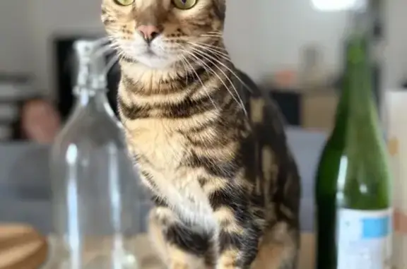 Animaux perdus Maisons-Alfort, photo: Chat Bengal perdu - Rue Parmentier, Maisons-Alfort