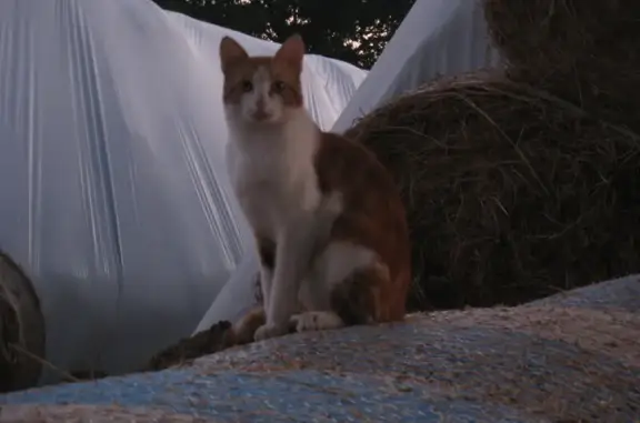 Jeune chat roux et blanc trouvé à Saint-Andiol - photo