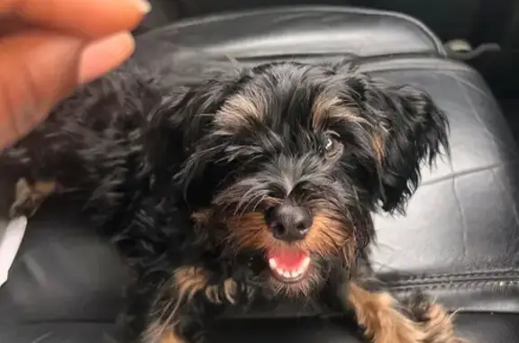 Missing Yorkie: Chase, Black, Blue Collar