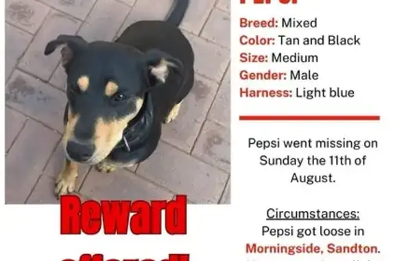 Lost Dog: Black & Brown, Blue Harness - Sandton