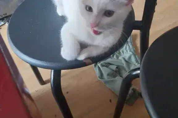 Chaton blanc tigré trouvé, 4 mois, Vannes - photo