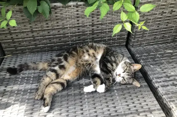 Chat perdu, Saint-Martin-Boulogne, photo: Chatte tigrée disparue à Saint-Martin-Boulogne