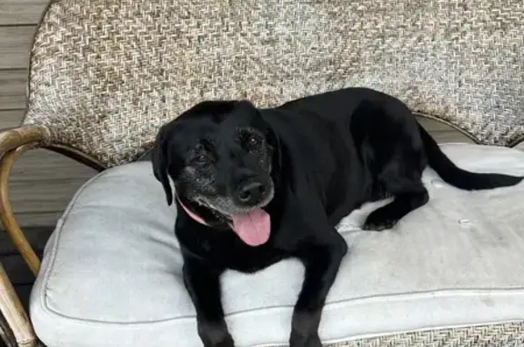 Found Older Black Lab on Lochaire Ave, Duluth