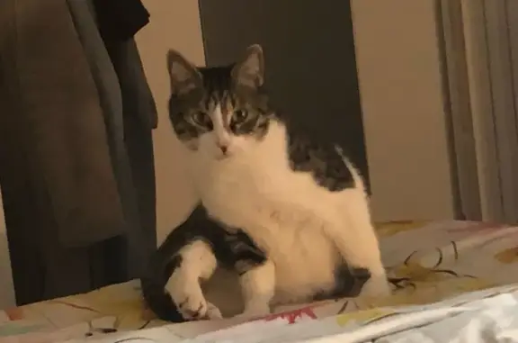 Chat perdu : Tao, mâle 4 ans, tigré, Royan - photo