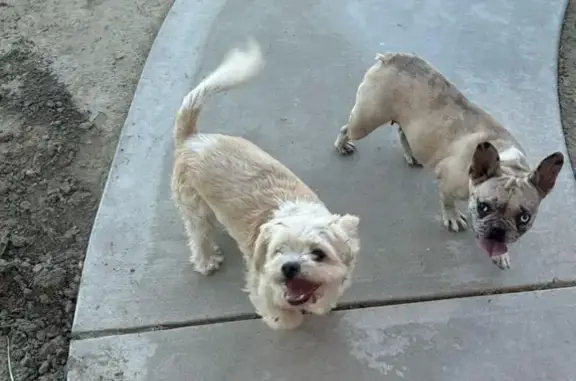 Lost Shih Tzu Mix on Sierra Meadows Dr