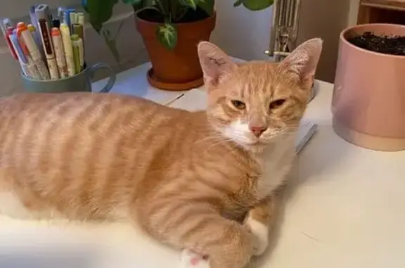 Animaux perdus Étival-Clairefontaine, photo: Chat roux tigré disparu à Étival