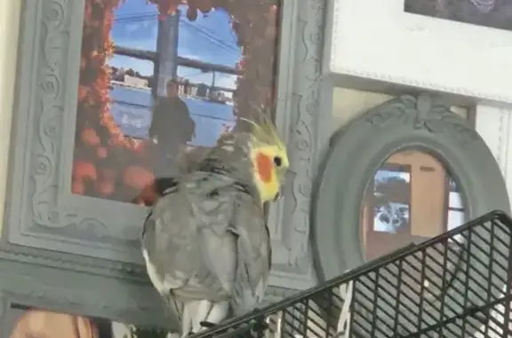 Lost Male Cockatiel 'Bobby' in Kennington