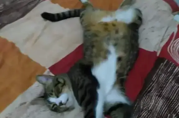 Chat perdu, Angoulême, photo: Chat tigré gris noir disparu à Angoulême