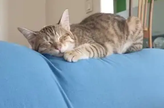 Chat perdu, , photo: Chatte tigrée beige disparue à Cesset