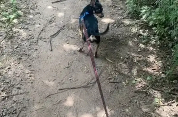 Lost Black Chihuahua Pincher on River Rd