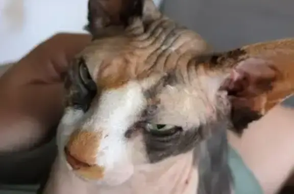 Animaux perdus Nozay, photo: Chatte sphinx tricolore disparue à Nozay