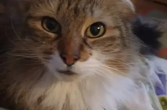 Animaux perdus Lagny-sur-Marne, photo: Chatte disparue, 13 ans, Rue des Anémones