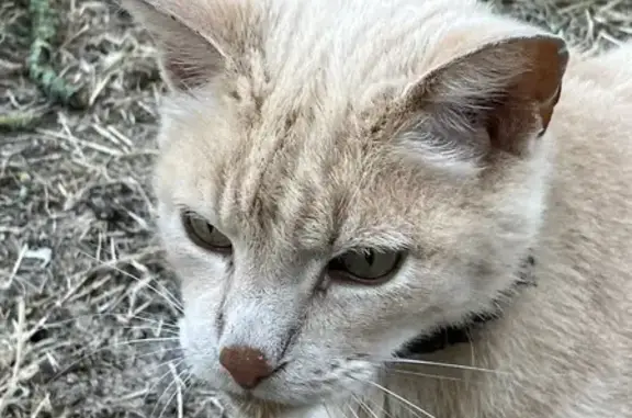 Animaux trouvés La Rochelle, photo: Chatte trouvée affaiblie à La Rochelle