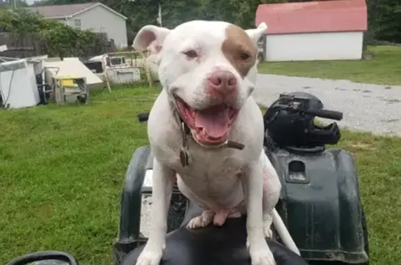 Missing: Friendly White Pit Bull, Petey