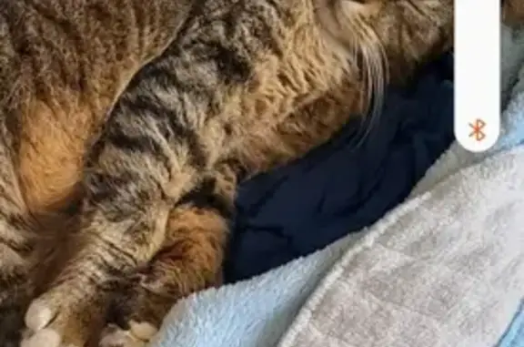 Chat mâle tigre 4 ans perdu au Portel - photo