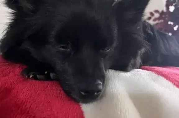 Lost Black Pomeranian Pepper - Colorado Springs