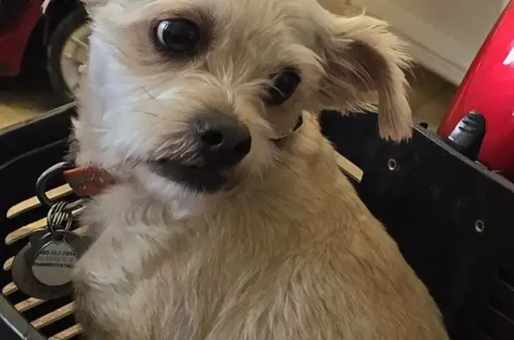 Lost Tan/Cream Shih Tzu/Yorkie in Peoria