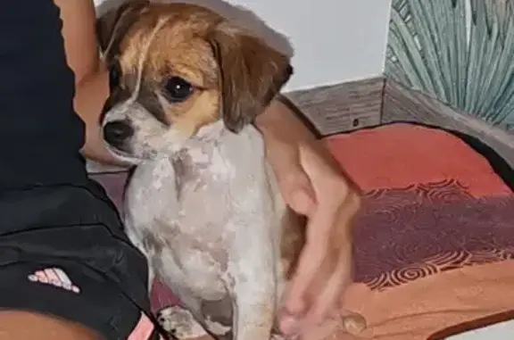 Chiot mâle Jack Russel/Chihuahua trouvé - photo