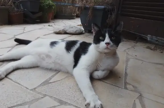 Chat mâle noir et blanc trouvé à Béziers - photo