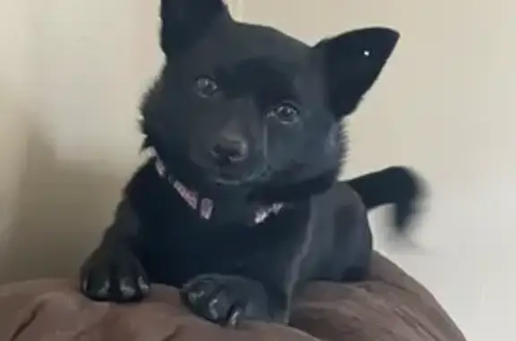 Lost Black Pomeranian-Chihuahua in Calder, ID