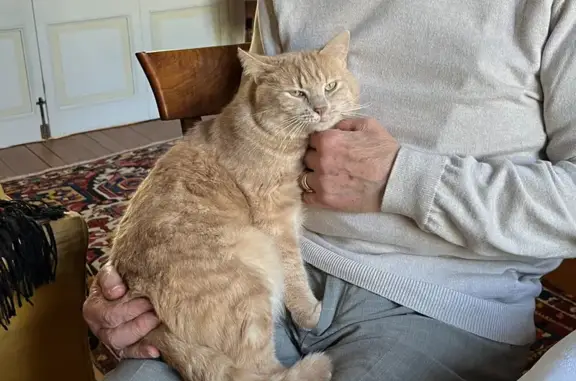 Chat perdu, Rochefort, photo: Chat disparu après chute de son maître