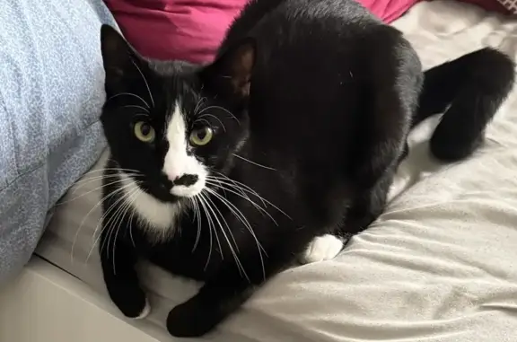 Animaux perdus , photo: Chat noir et blanc perdu à Santa-Reparata