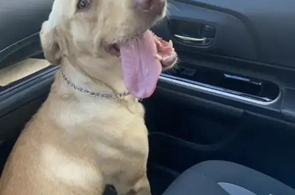 ¡Perrita Labrador Encontrada en Guadalajara!