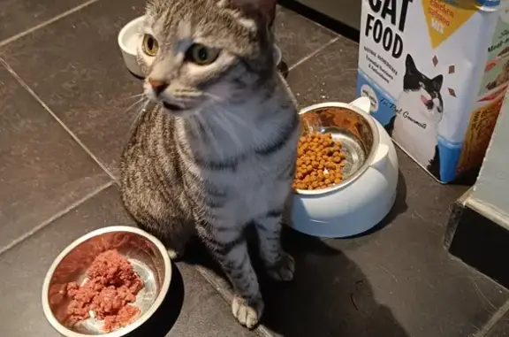 Animaux trouvés Lille, photo: Jeune minette tigrée trouvée à Lille