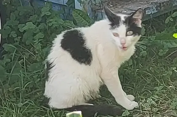 Chat noir et blanc trouvé à Autrans-Méaudre - photo