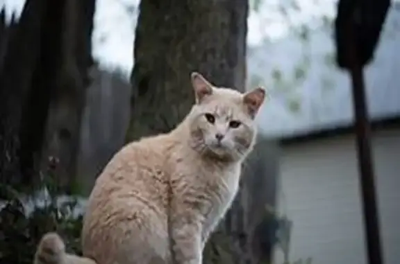 Missing Light Tan Tabby Cat in Eugene