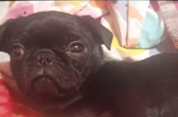 ¡Pug Negra Perdida en Mexicali! 9 Meses