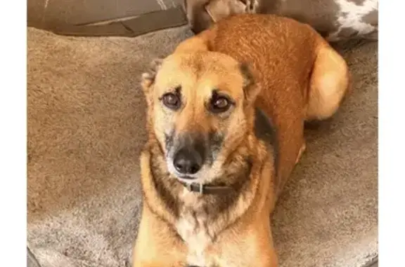 Lost Nervous German Shepherd Cross in Kitts Green