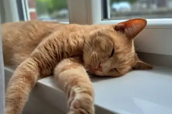 Animaux perdus Looberghe, photo: Chat roux tigré disparu à Looberghe