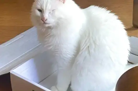 Chat perdu, Nogent-le-Rotrou, photo: Chat blanc à un œil perdu, Rue Massiot