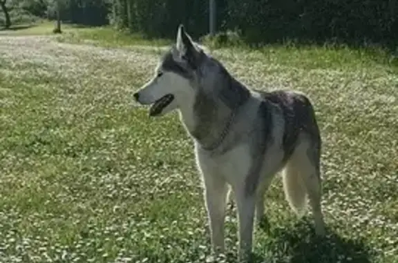 Chienne husky Naïade disparue à Niort - photo