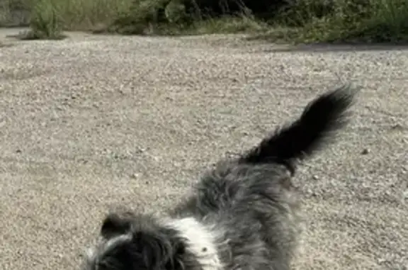 Animaux perdus Latour-Bas-Elne, photo: Fox Terrier perdu à Latour-Bas-Elne