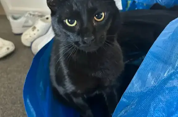 Lost Timid Black Cat - Cowland Ave, Help!