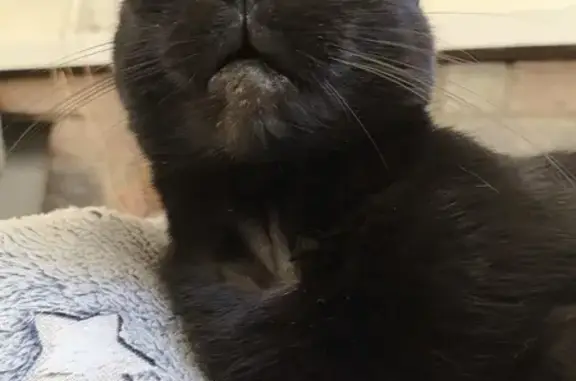 Missing Petite Black Cat on Ilan Road