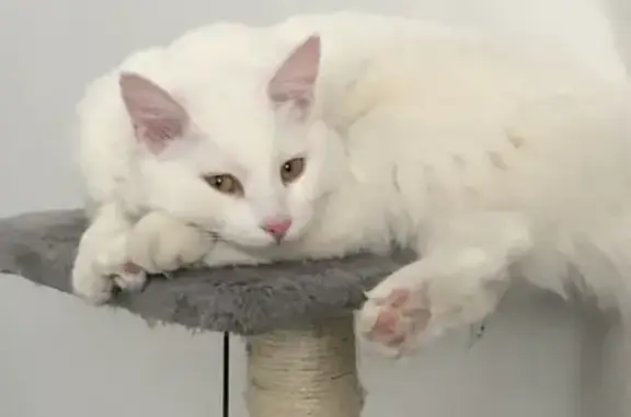 Chat perdu, Alès, photo: Chat albinos perdu à Alès, av. Marcel Cachin