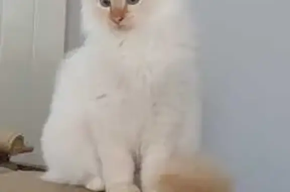 Chat perdu, Le Creusot, photo: Chat Sacré de Birmanie perdu au Creusot