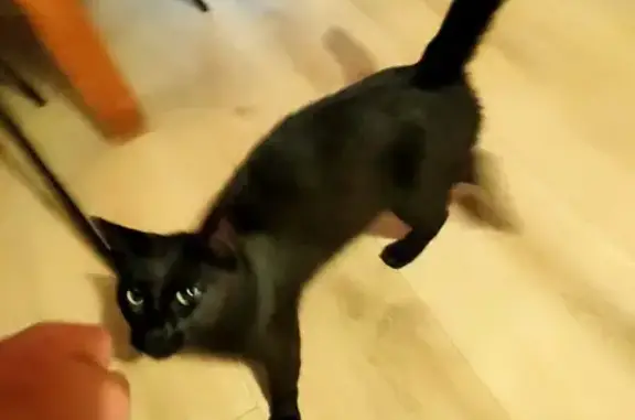 Chat noir maigre trouvé Route de Boutin Simon - photo