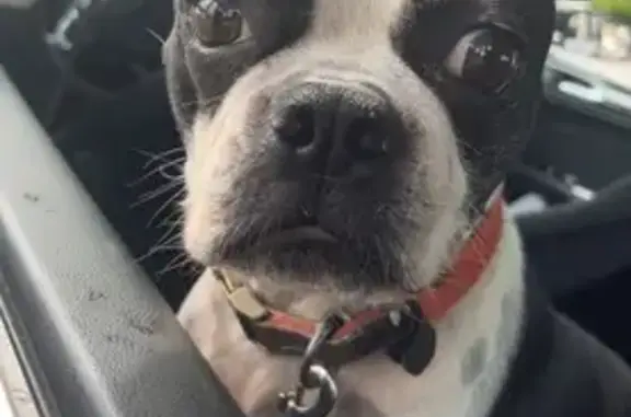 Missing Boston Terrier in Holyoke - Help!