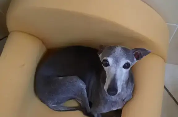 Chien perdu , photo : Chien perdu à Mèze: lévrier italien gris foncé