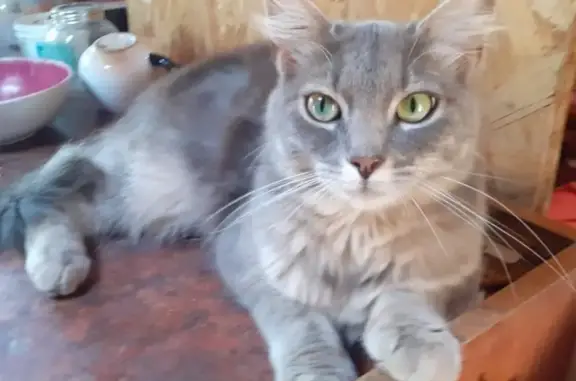 Chat perdu, Flourens, photo: Recherche Grizette, chat disparu à Floure
