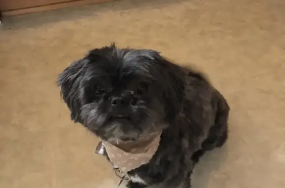 Missing Friendly Gray Shih Tzu in Falls Church