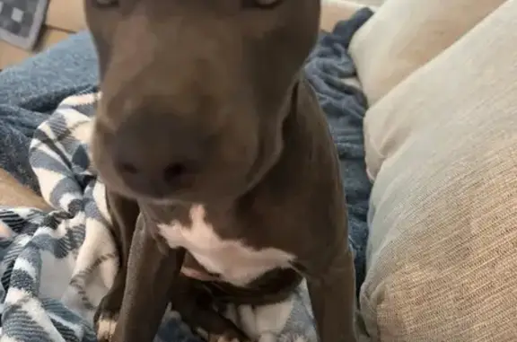 Lost 5-Month-Old Gray Pit Bull in Broken Arrow