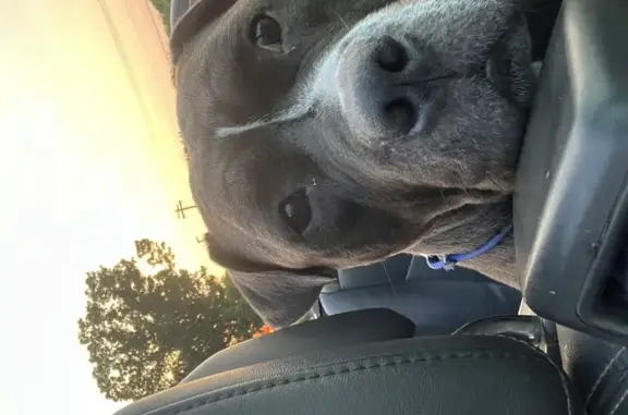 Lost Gray Pitbull, Friendly & Limping, Newfield